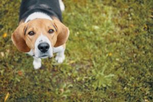 Top view of cute dog standing on green grass and looking right at camera. High angle shot of brown eyed beagle puppy playing outdoors in park, meadow or forest. Pets, animals and nature concept